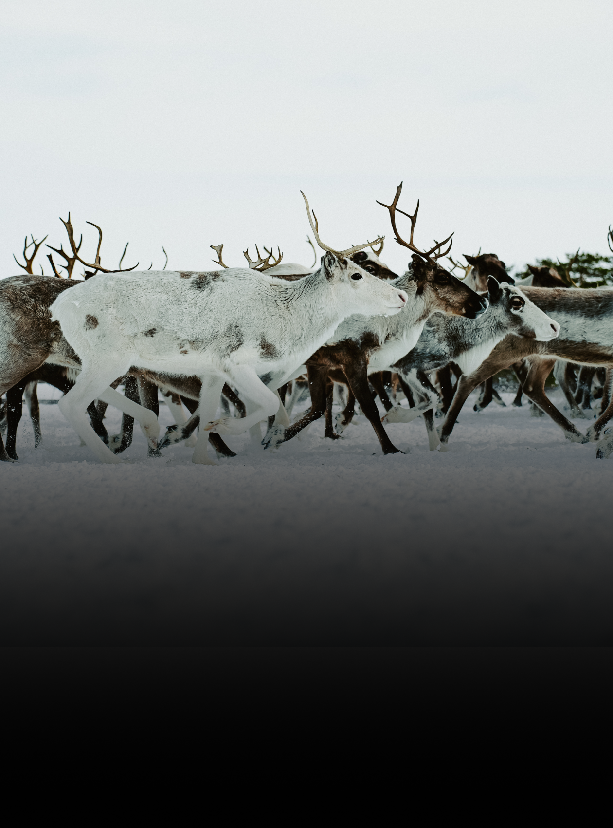 Обложка для баннера Ханты-Мансийский автономный округ — Югра